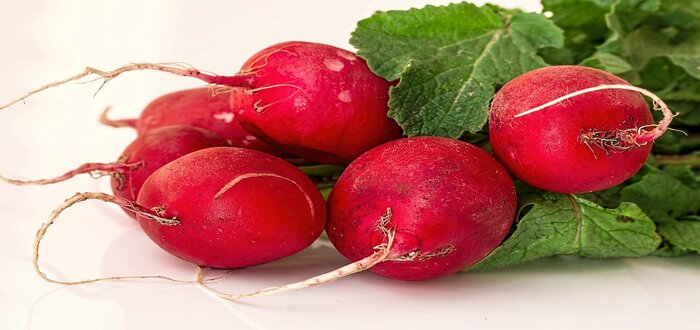 Rabanete