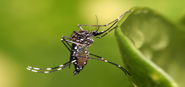 sintomas de dengue